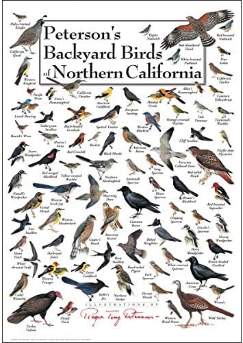 Земя, Небе + Вода - Птици в задния двор Питърсън в Северна Калифорния - Плакат